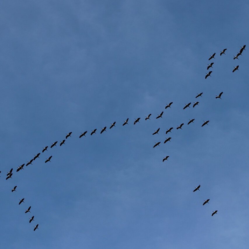 migratory birds, train of cranes, flight south, cranes, bird migration, train south, flock of birds, train to the winter quarters, formation flight, heaven, birds, flight to the south, train to the south, bird formation, migratory birds, bird migration, bird migration, bird migration, bird migration, bird migration, nature, bird formation