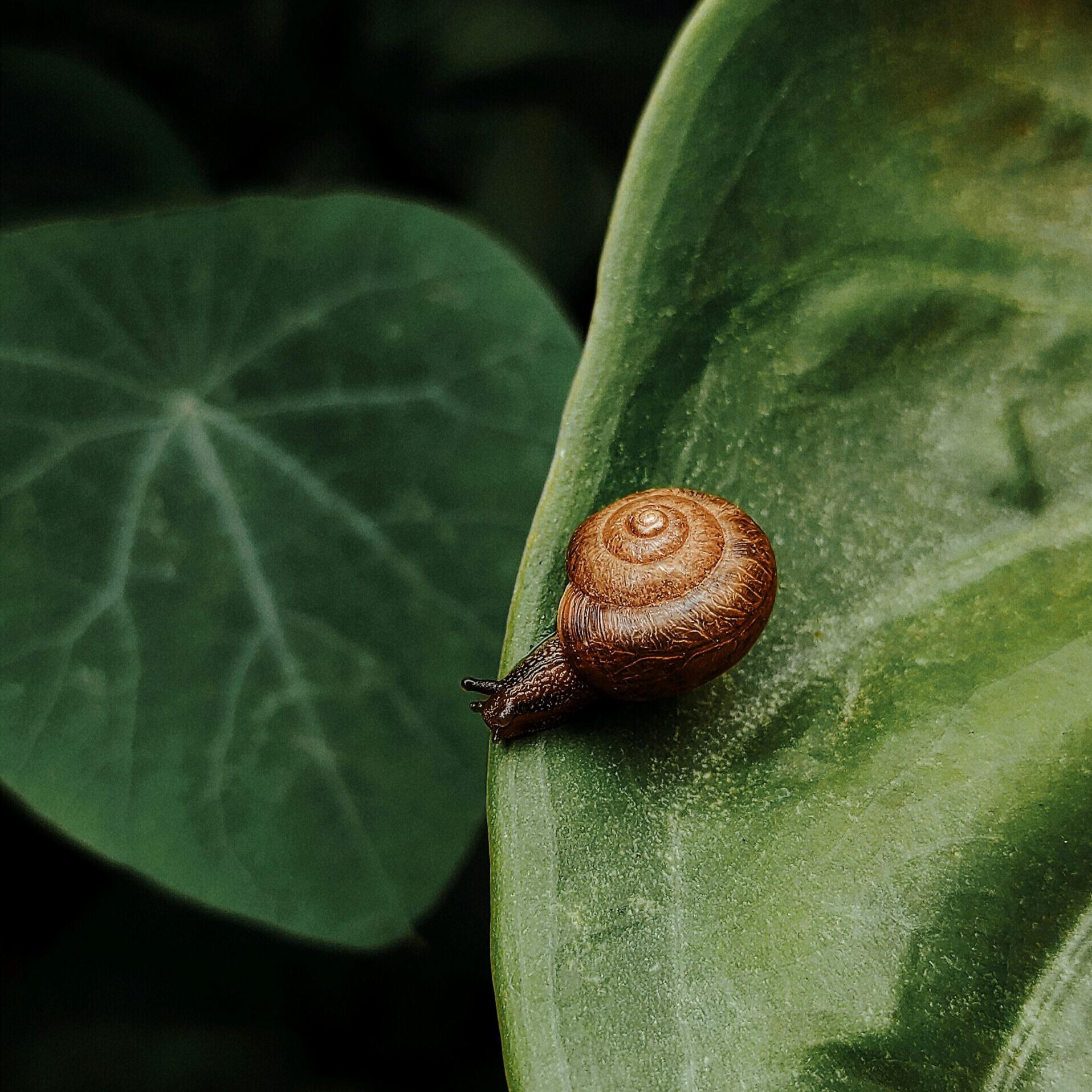 Detailed image of a garden snail on a lush green leaf in a Brazilian garden, showcasing nature's beauty.