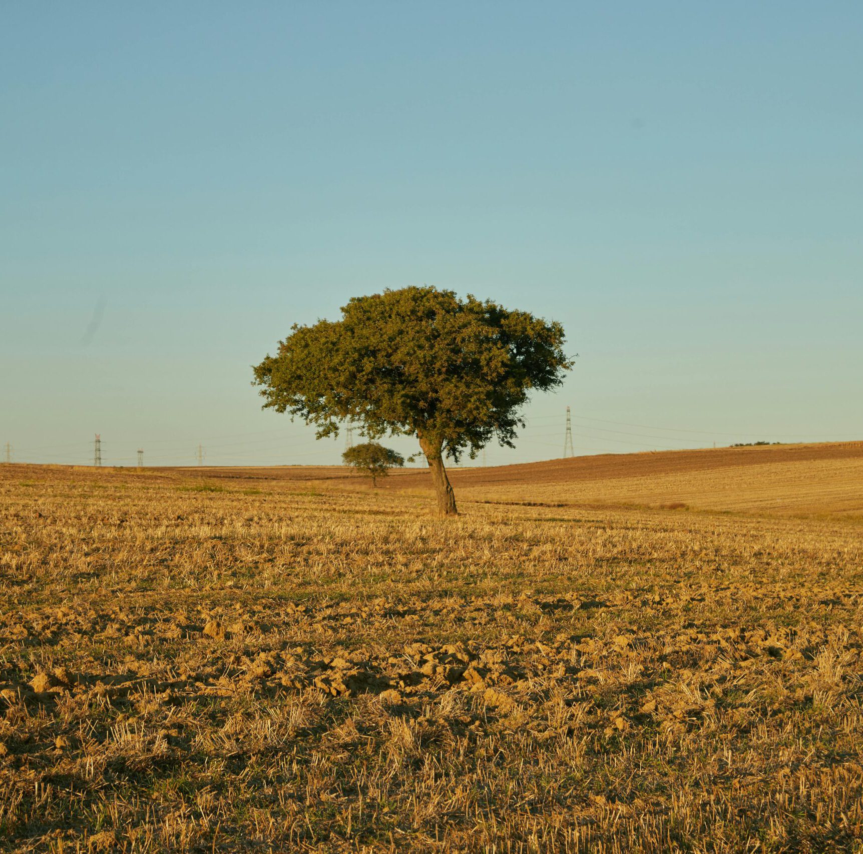 Free stock photo of amazing, arbol, arboles