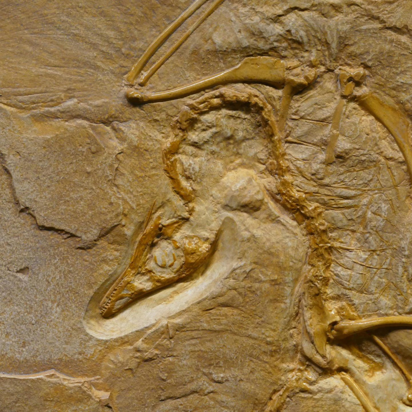 Close-up image of an Archaeopteryx fossil showcasing detailed bone structure.